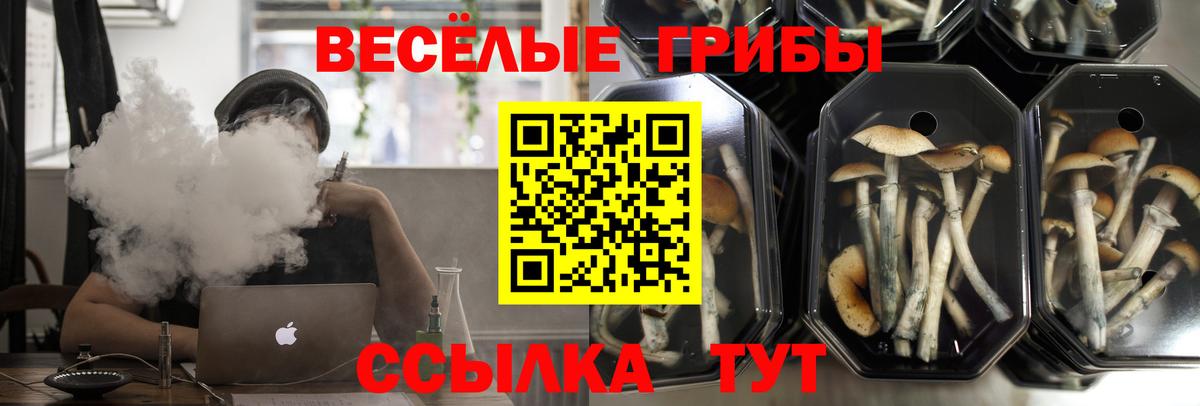 Галлюциногенные грибы Psilocybe Ачинск